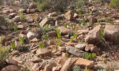 Strumaria unguiculata