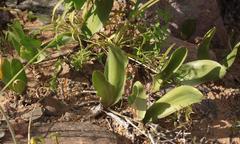 Strumaria unguiculata