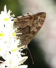 Hipparchia cretica
