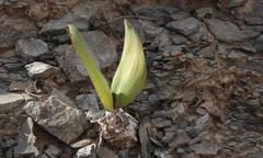 Strumaria unguiculata