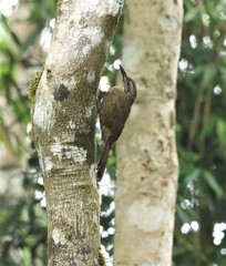 Dendrocolaptes platyrostris