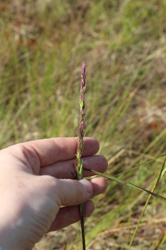 Image of Calamagrostis lapponica by (c) nina_nesterova, some rights reserved (CC BY)