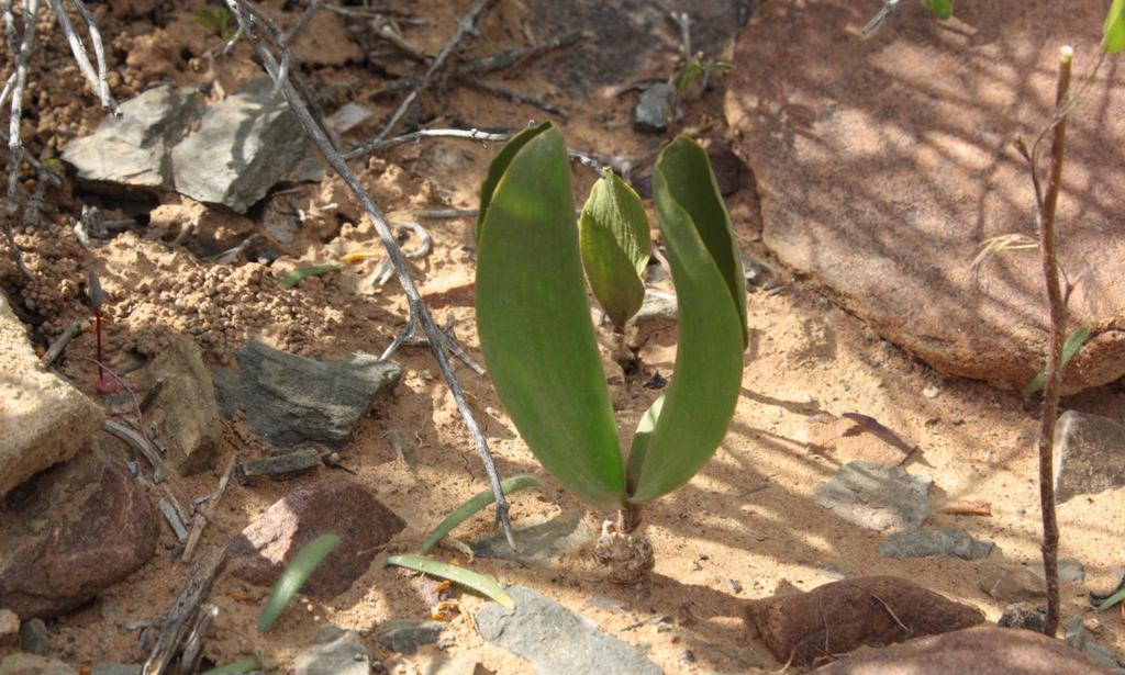 Strumaria unguiculata