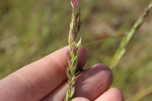 Image of Calamagrostis lapponica by (c) nina_nesterova, some rights reserved (CC BY)