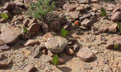 Strumaria unguiculata