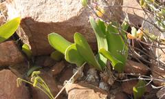 Strumaria unguiculata