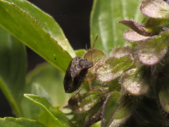 Eysarcoris