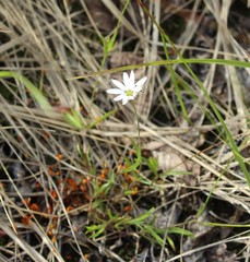 Stellaria peduncularis