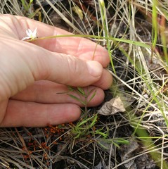 Stellaria peduncularis