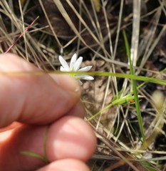 Stellaria peduncularis