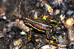 Eden Harbour Toad photo 4