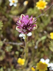 Castilleja densiflora