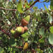 Quercus wislizeni frutescens - Photo (c) Alan King, algunos derechos reservados (CC BY-NC), uploaded by Alan King