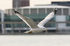 Larus delawarensis