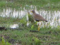 Vanellus senegallus lateralis