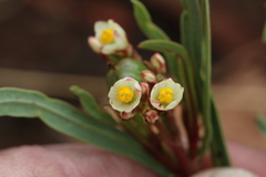 Jatropha lagarinthoides