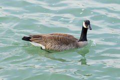 Branta canadensis