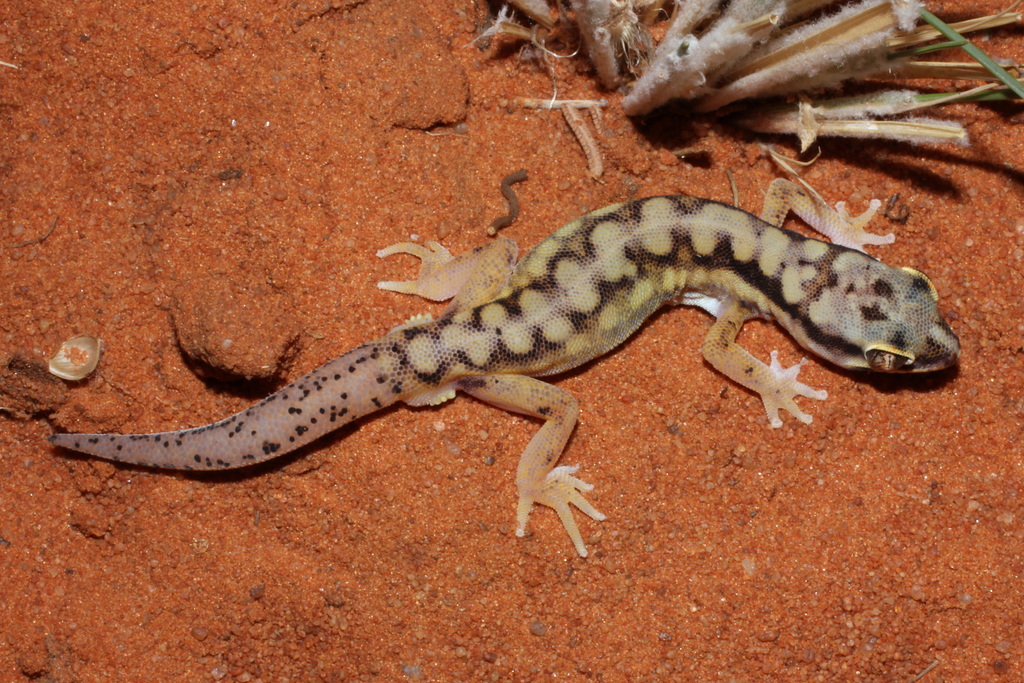 Kalahari Ground Gecko