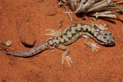 Kalahari Ground Gecko photo 2