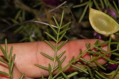 Lessertia spinescens