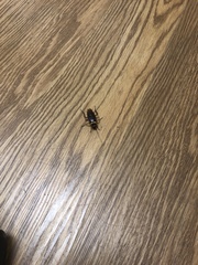 Periplaneta australasiae