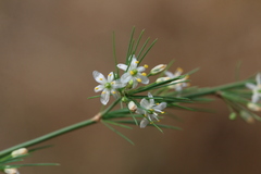 Asparagus cooperi