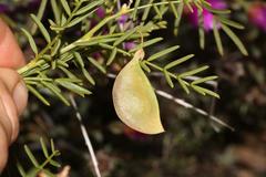 Lessertia spinescens