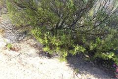 Lessertia spinescens