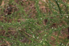 Asparagus cooperi