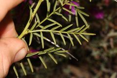 Lessertia spinescens