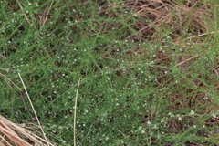 Asparagus cooperi