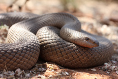 Mole Snake photo 3