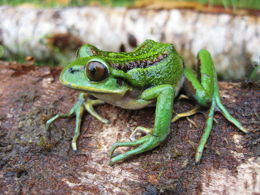 Emerald Forest Frog (Hylorina sylvatica)