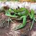 Emerald Forest Frog - Photo (c) marcelobonino, some rights reserved (CC BY-NC)
