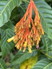 Palicourea crocea