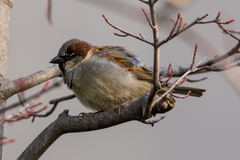 Passer domesticus
