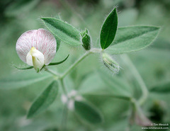 Acmispon americanus americanus