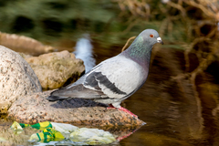 Columba livia domestica