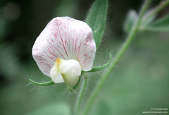 Acmispon americanus americanus
