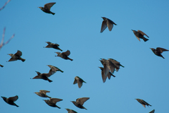 Sturnus vulgaris