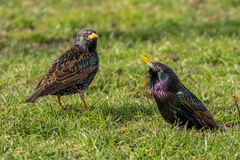 Sturnus vulgaris