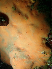 Dragmacidon mexicanum