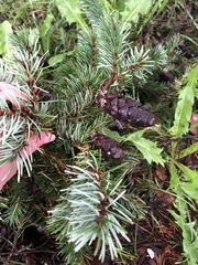 Pseudotsuga menziesii