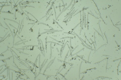 Dragmacidon mexicanum