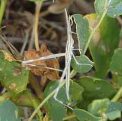 Acrida turrita