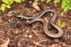 Scelotes mossambicus