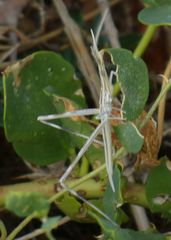 Acrida turrita