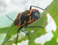 Eurydema eckerleini