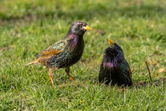 Sturnus vulgaris