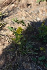 Crepidiastrum denticulatum
